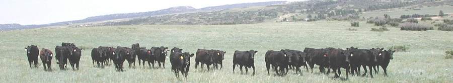 Heifers On Pasture