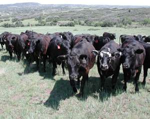 Heifers on pature